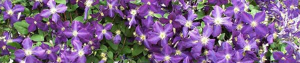 A profusion of possibilities