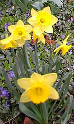 Fragrance from flowers already bloomed