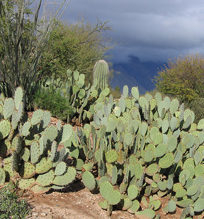 Desert scene