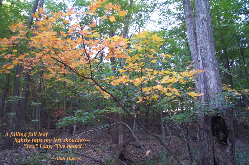 haiga, a falling fall leaf