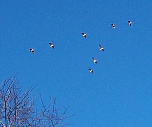 Flock of geese