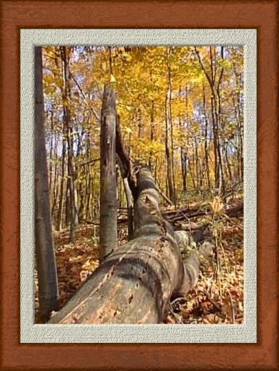 Trunk in Repose