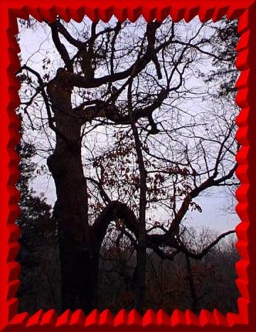 If Trees Could Anger