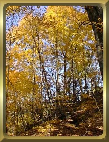Delicacy in Yellow