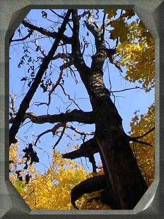 Arboreal Angst