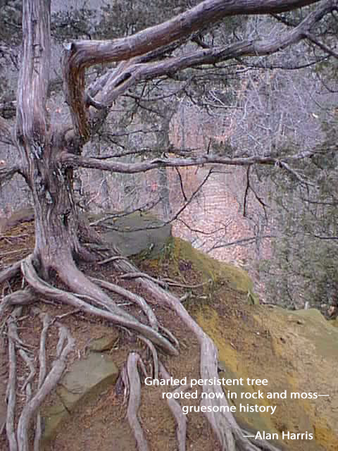 haiga, gnarled persistent tree