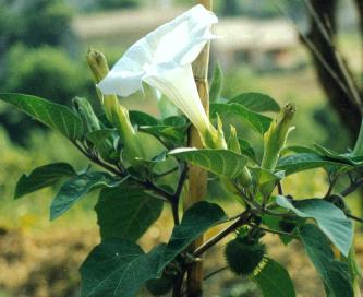 Moonflower and seed pod