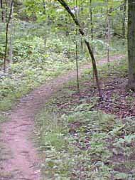 Path through forest