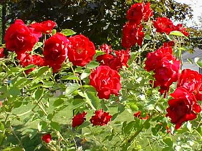 If we but knew we're each a rose asleep in a bud, might bloom we?