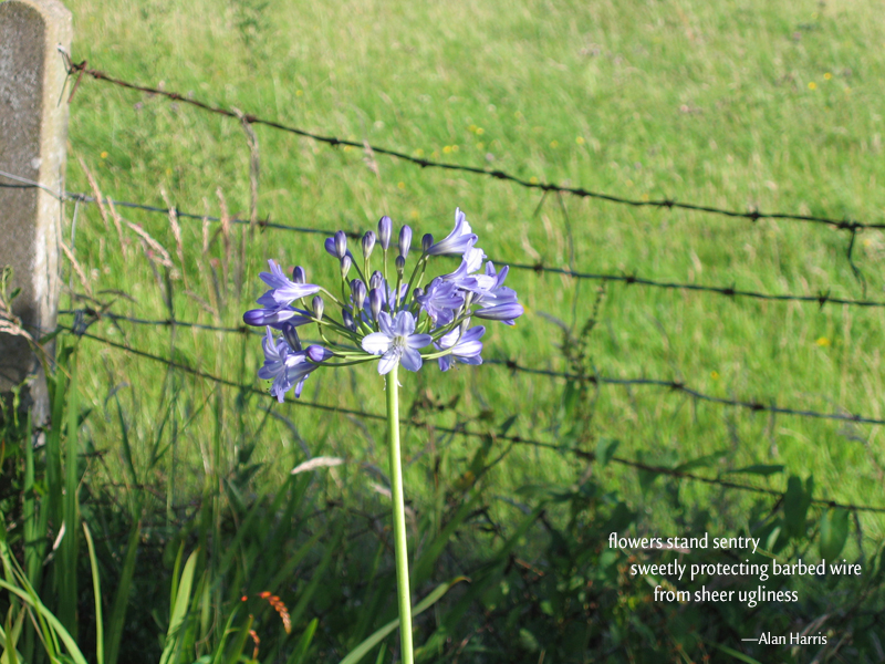 haiga, flowers stand sentry