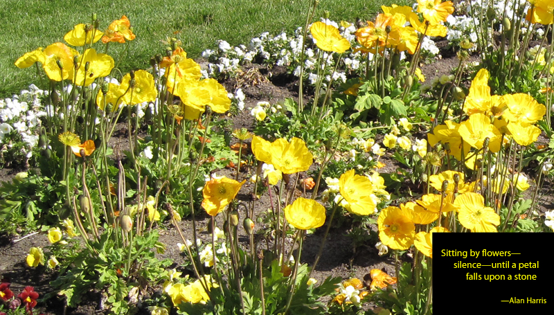 haiga, sitting by flowers