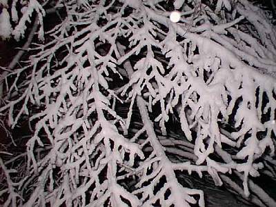 The winter night droops down around the scratchy trees