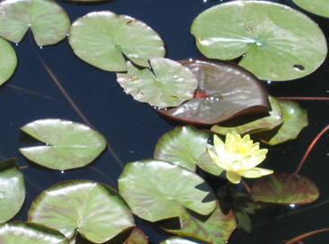 Water lily