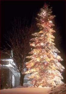 Outdoor Christmas tree