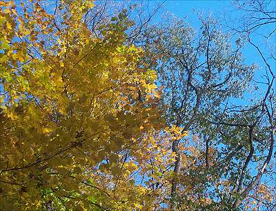 Sunlight twinkles yellow off the neighbor's tree leaves